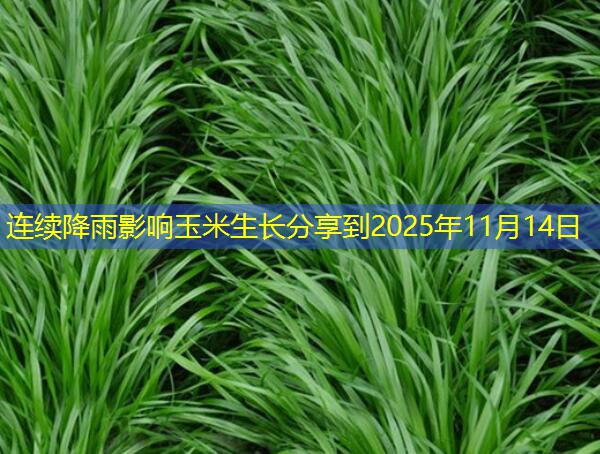 连续降雨影响玉米生长分享到2025年11月14日