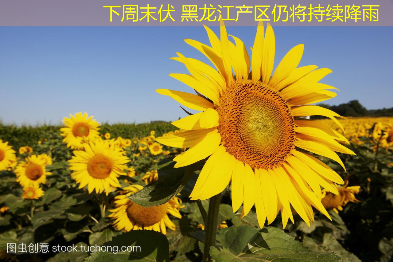 下周末伏 黑龙江产区仍将持续降雨