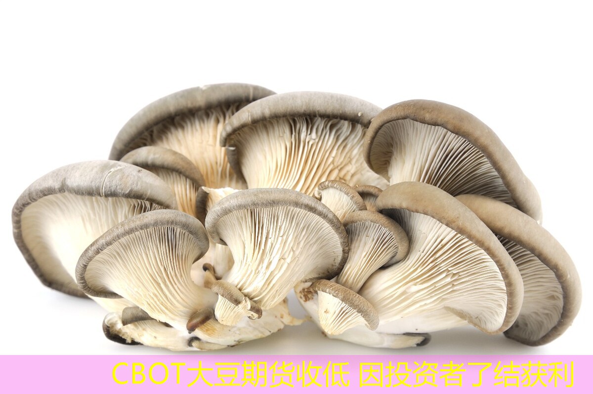 CBOT大豆期货收低 因投资者了结获利