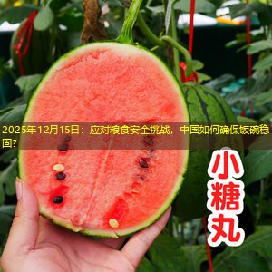 2025年12月15日：应对粮食安全挑战，中国如何确保饭碗稳固？