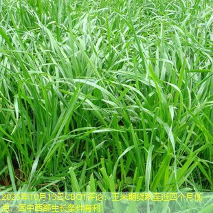 2025年10月15日CBOT评论：玉米期货跌至近四个月低点，因中西部生长条件有利