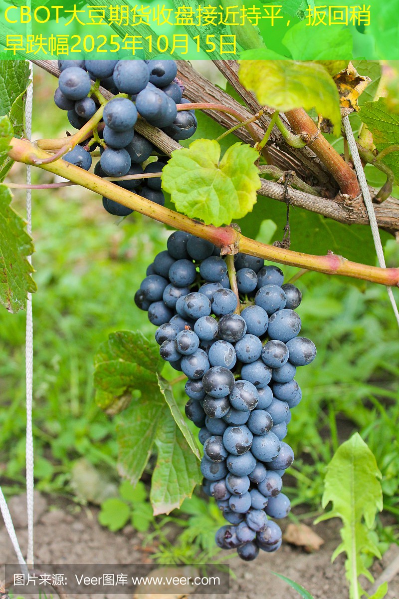 CBOT大豆期货收盘接近持平，扳回稍早跌幅2025年10月15日