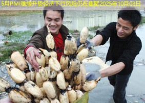 5月PMI难续升势经济下行风险仍在集聚2025年10月03日
