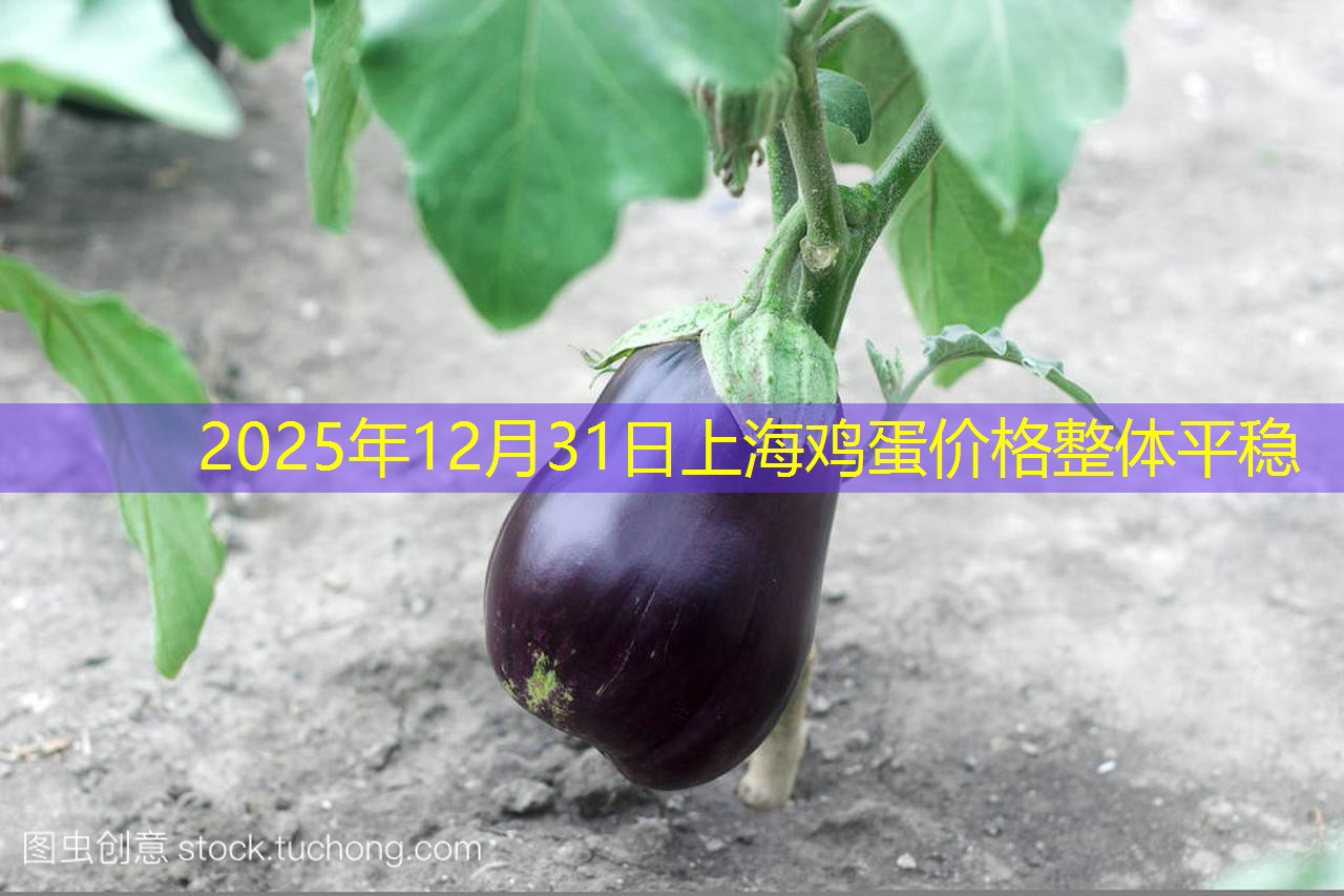 2025年12月31日上海鸡蛋价格整体平稳