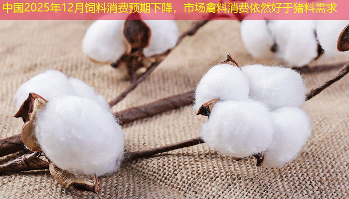 中国2025年12月饲料消费预期下降，市场禽料消费依然好于猪料需求