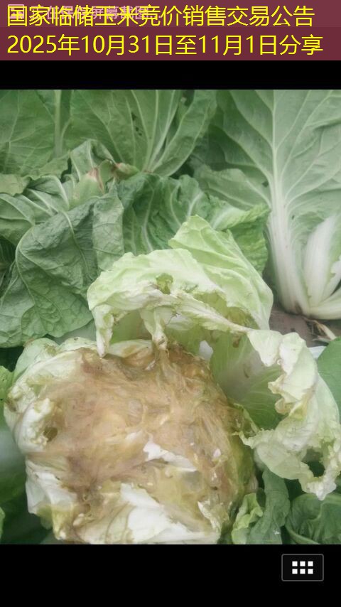 国家临储玉米竞价销售交易公告2025年10月31日至11月1日分享