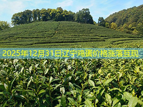 2025年12月31日辽宁鸡蛋价格涨落互现