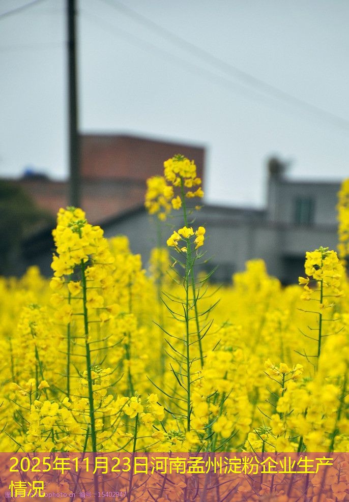 2025年11月23日河南孟州淀粉企业生产情况