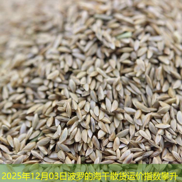 2025年12月03日波罗的海干散货运价指数攀升