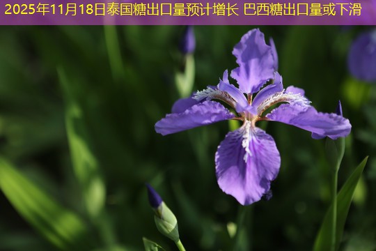 2025年11月18日泰国糖出口量预计增长 巴西糖出口量或下滑