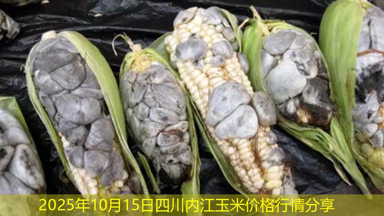 2025年10月15日四川内江玉米价格行情分享