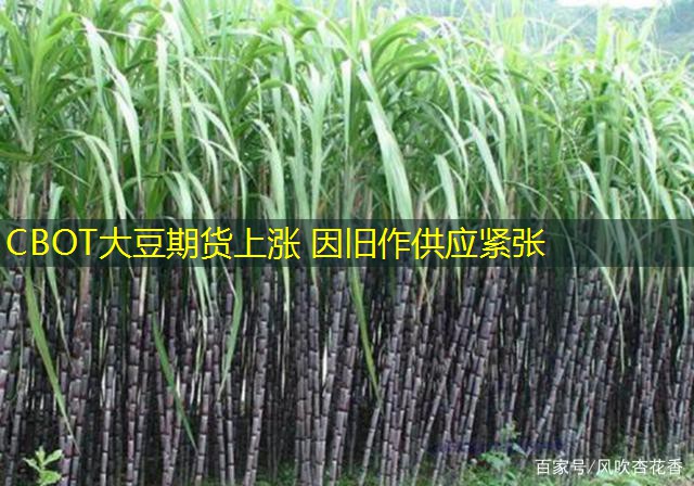 CBOT大豆期货上涨 因旧作供应紧张