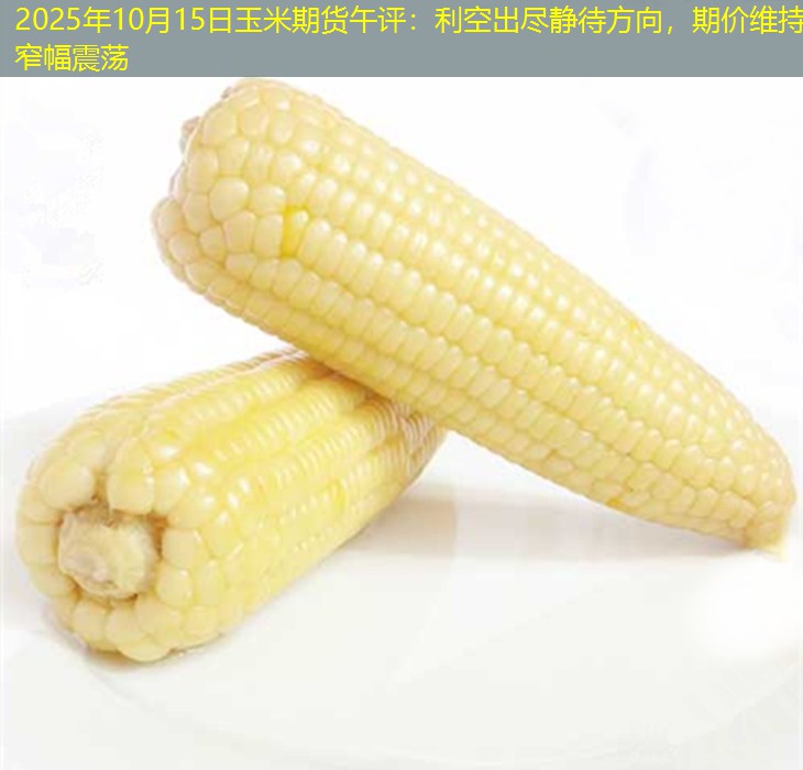 2025年10月15日玉米期货午评：利空出尽静待方向，期价维持窄幅震荡