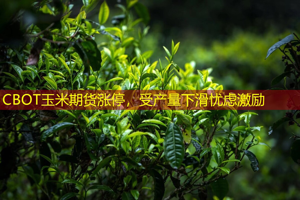 CBOT玉米期货涨停，受产量下滑忧虑激励