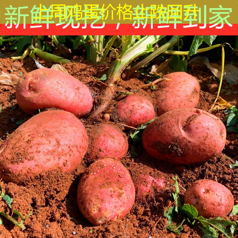 上周鸡蛋价格止跌回升