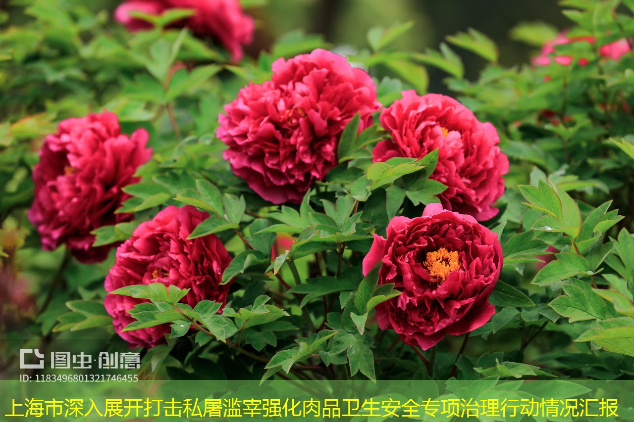 上海市深入展开打击私屠滥宰强化肉品卫生安全专项治理行动情况汇报