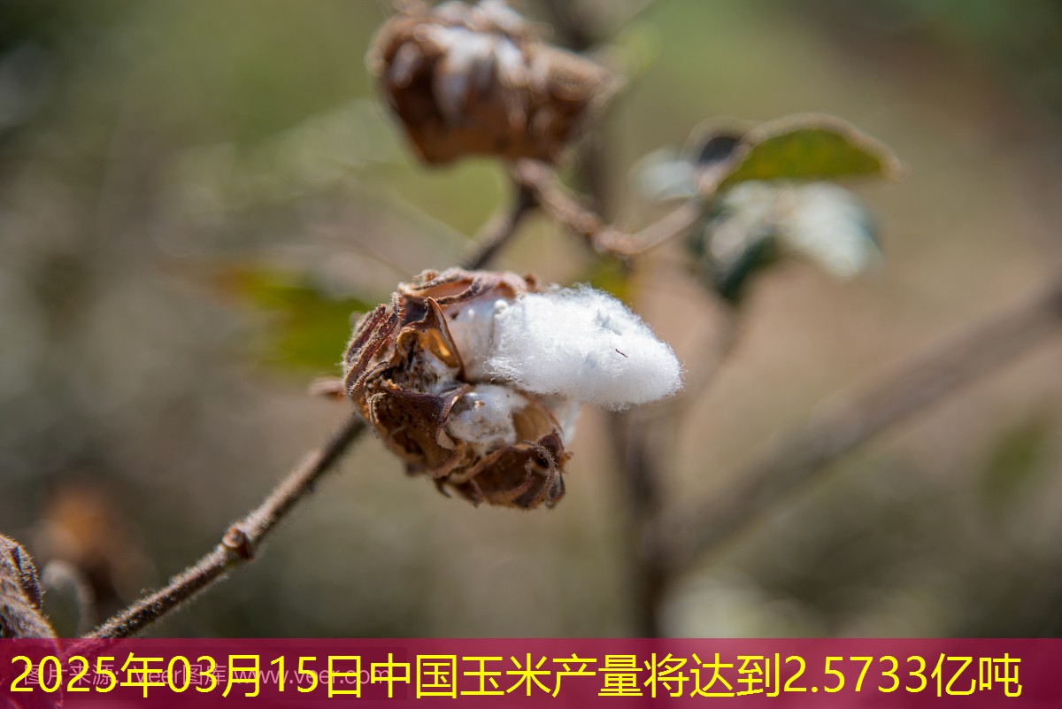 2025年03月15日中国玉米产量将达到2.5733亿吨