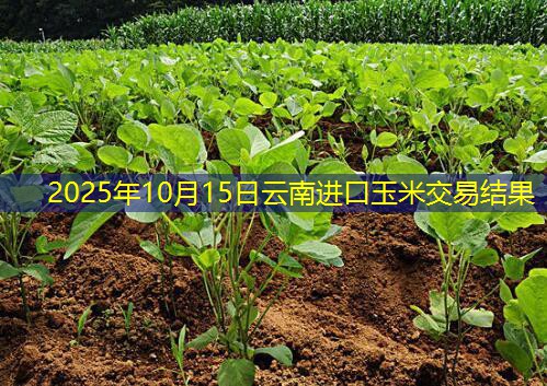 2025年10月15日云南进口玉米交易结果