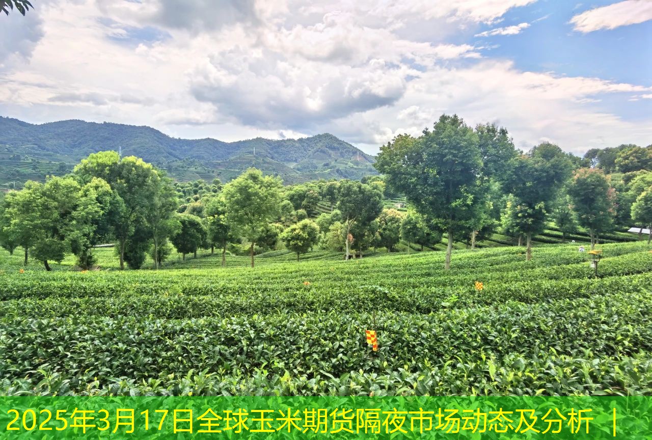 2025年3月17日全球玉米期货隔夜市场动态及分析 ｜