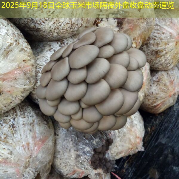 2025年9月18日全球玉米市场隔夜外盘收盘动态速览