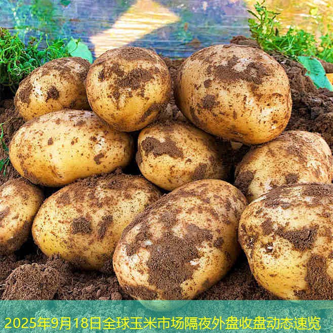 2025年9月18日全球玉米市场隔夜外盘收盘动态速览
