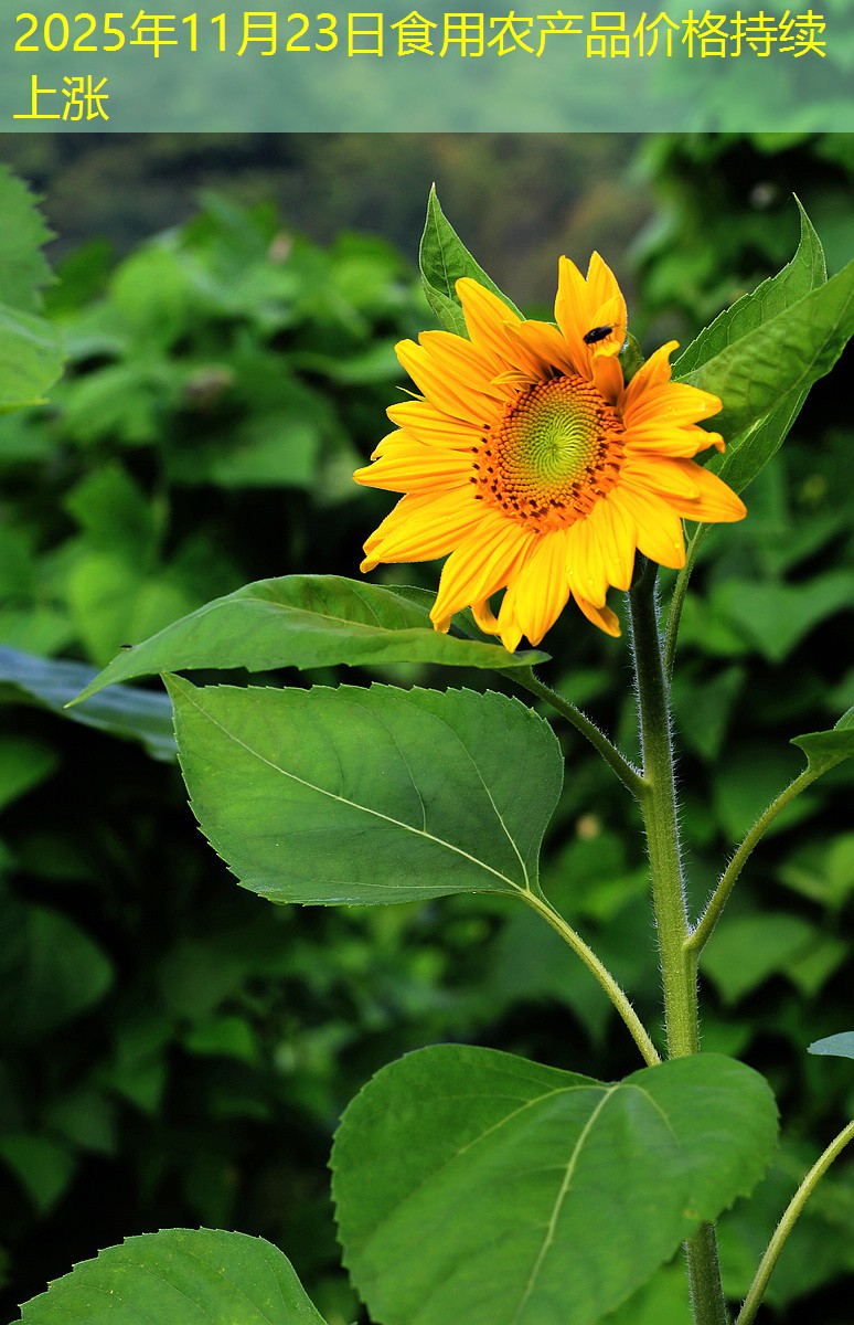 2025年11月23日食用农产品价格持续上涨