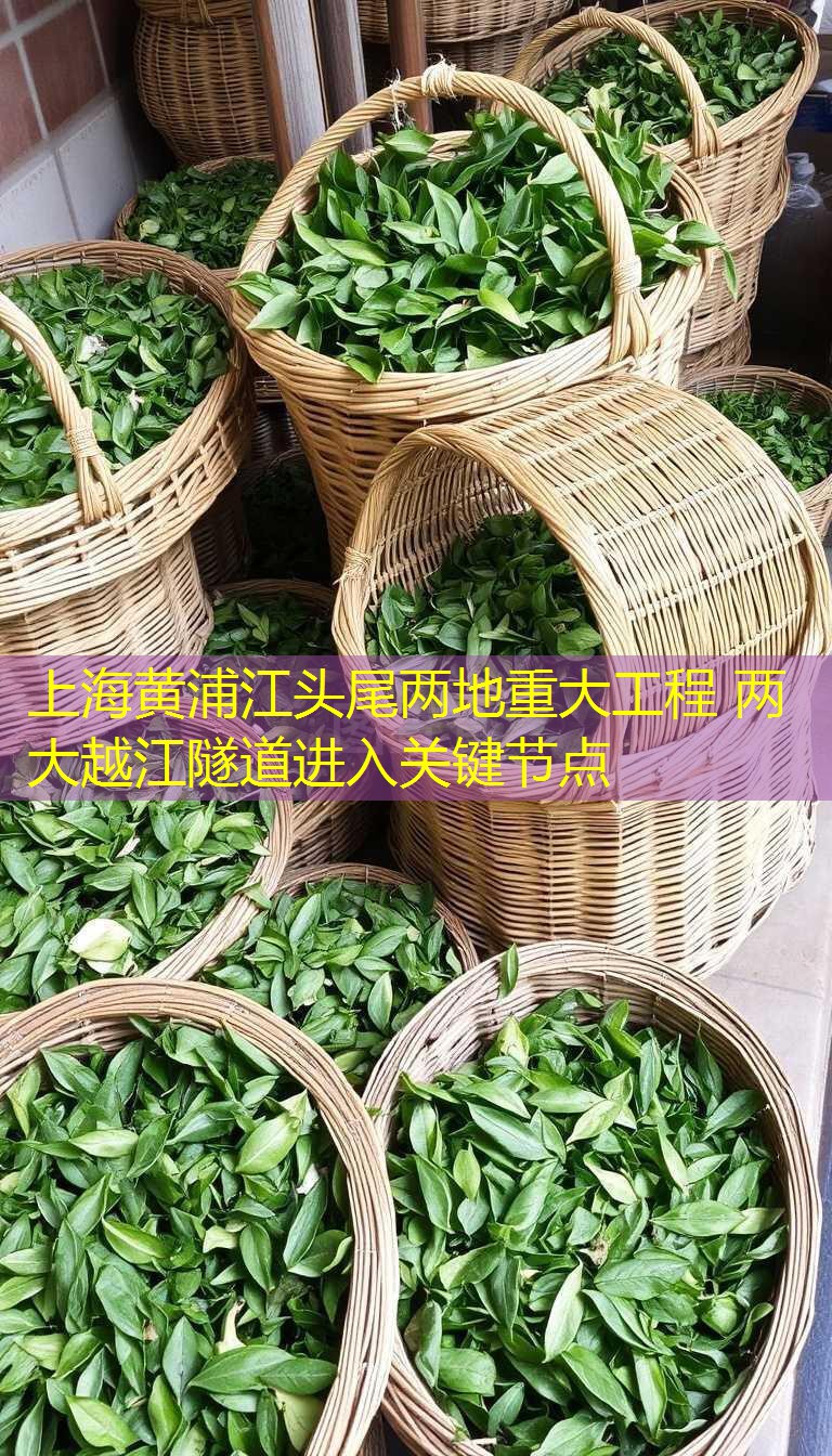 上海黄浦江头尾两地重大工程 两大越江隧道进入关键节点