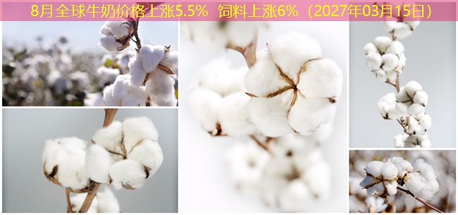 8月全球牛奶价格上涨5.5% 饲料上涨6%（2027年03月15日）