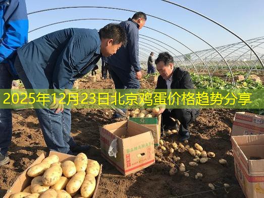 2025年12月23日北京鸡蛋价格趋势分享