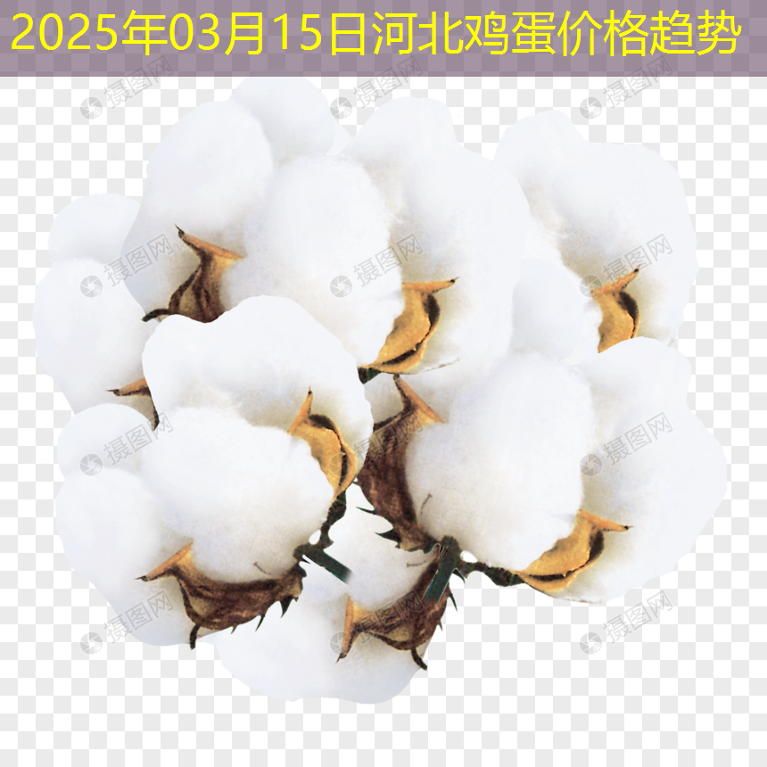 2025年03月15日河北鸡蛋价格趋势