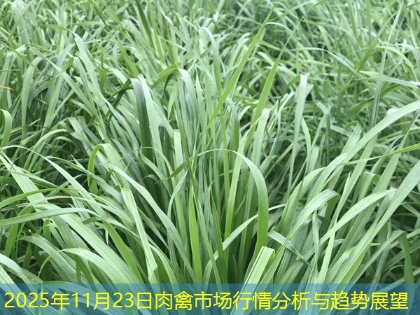 2025年11月23日肉禽市场行情分析与趋势展望