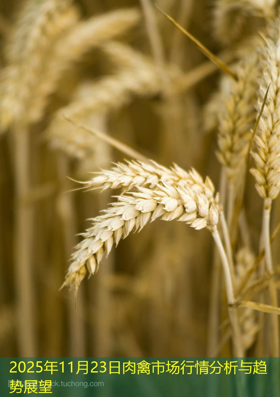 2025年11月23日肉禽市场行情分析与趋势展望