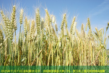 2025年11月15日淀粉期货日评：淀粉期货减仓大跌1.3%，受玉米上量及需求转淡拖累