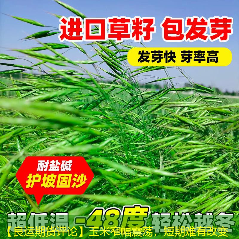 【良运期货评论】玉米窄幅震荡，短期难有改变