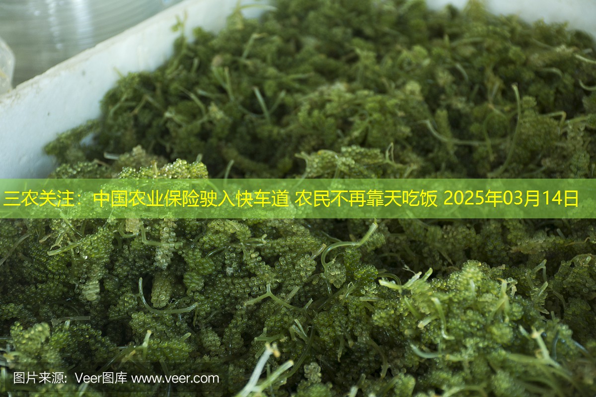 三农关注：中国农业保险驶入快车道 农民不再靠天吃饭 2025年03月14日