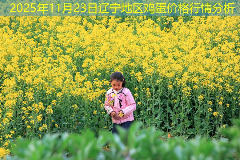 2025年11月23日辽宁地区鸡蛋价格行情分析