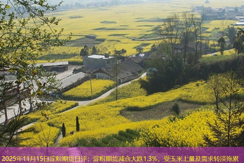 2025年11月15日淀粉期货日评：淀粉期货减仓大跌1.3%，受玉米上量及需求转淡拖累